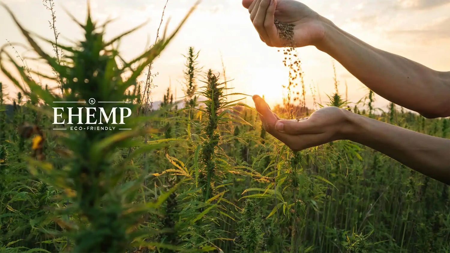 Hemp seed being poured over a field.